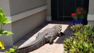 Florida Timsah